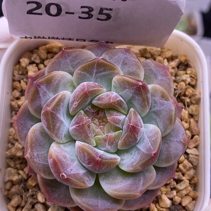 【闪购商品】20-35