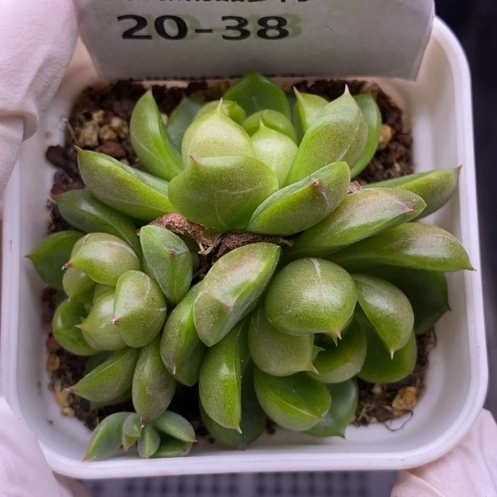 【闪购商品】20-38莱拉珍妮