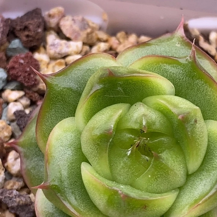 【闪购商品】26-56霓虹珍妮