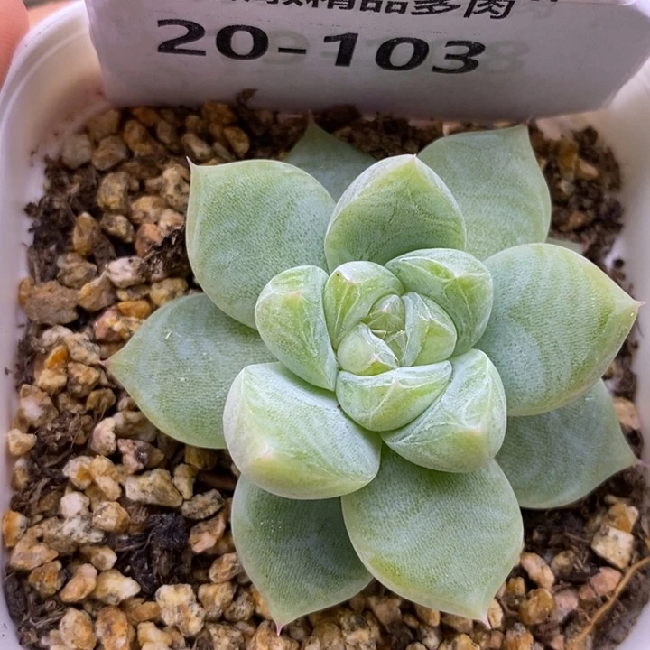 【闪购商品】20-103白泽