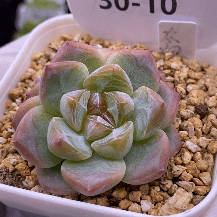 【闪购商品】30-10太妃糖