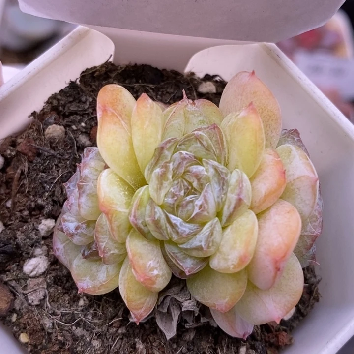 【闪购商品】28-33白糯米