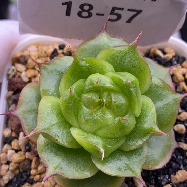 【闪购商品】18-57
