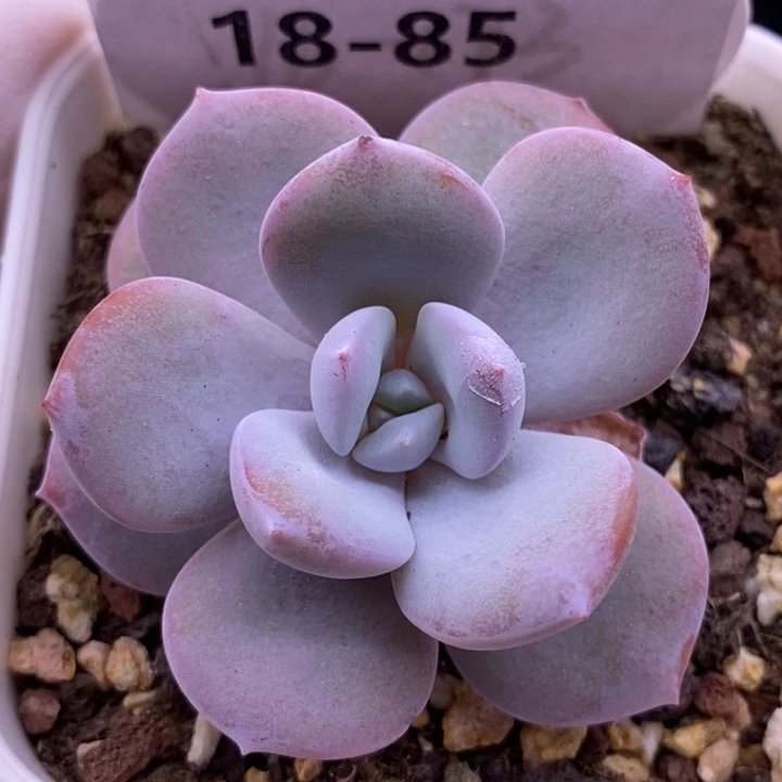 【闪购商品】18-85奶茶