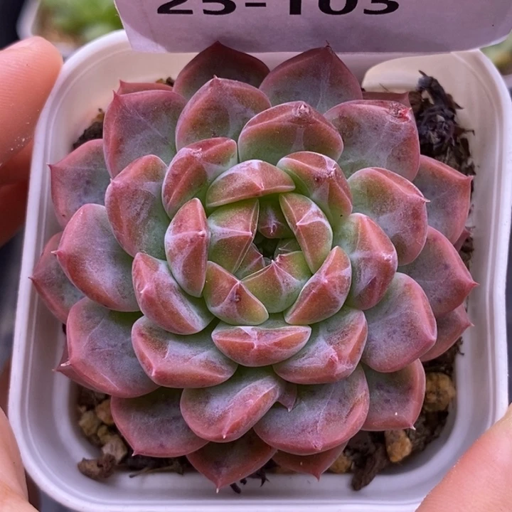 【闪购商品】25-103厚梦