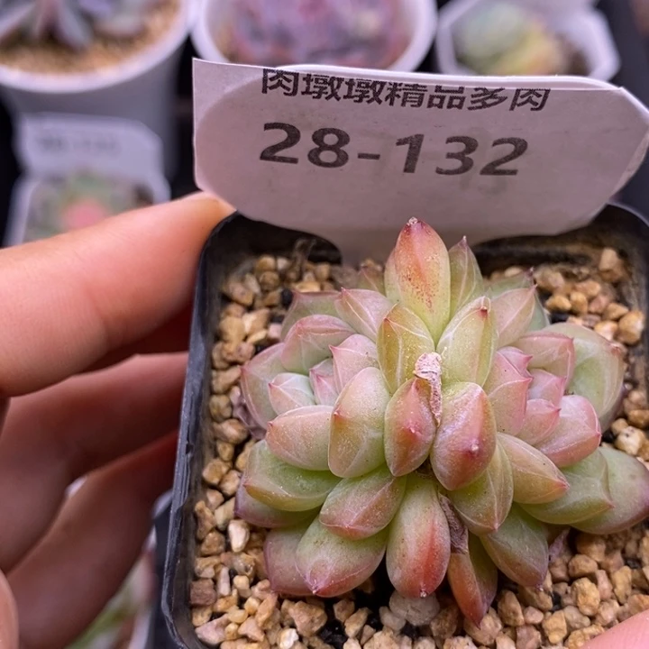 【闪购商品】28-132