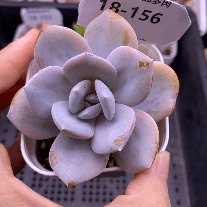 【闪购商品】18-156奶茶