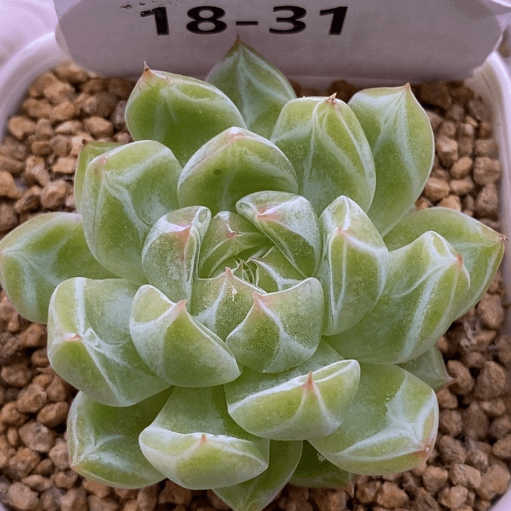 【闪购商品】18-31雪花珍妮