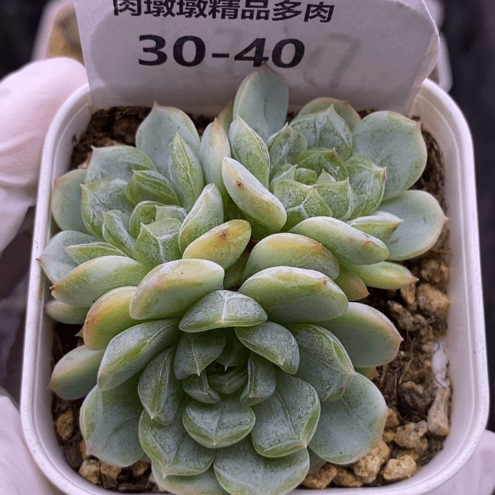 【闪购商品】30-40白恋