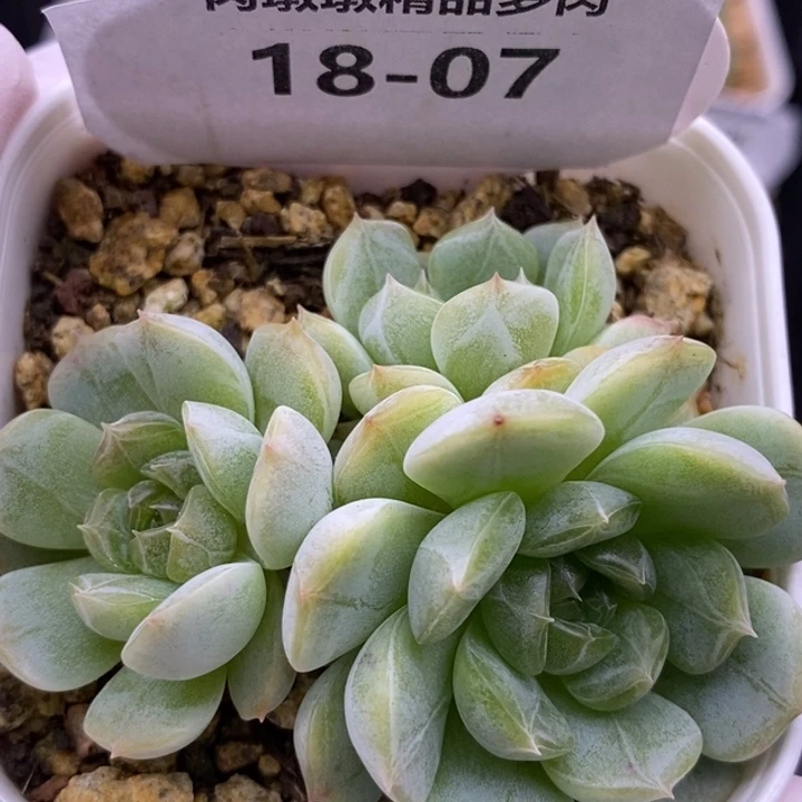 【闪购商品】18-07白恋