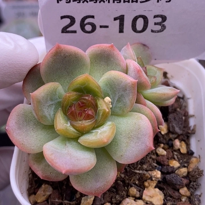 【闪购商品】26-103琴心