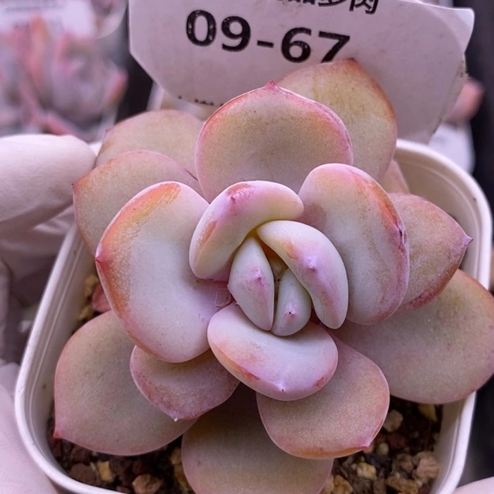 【闪购商品】09-67