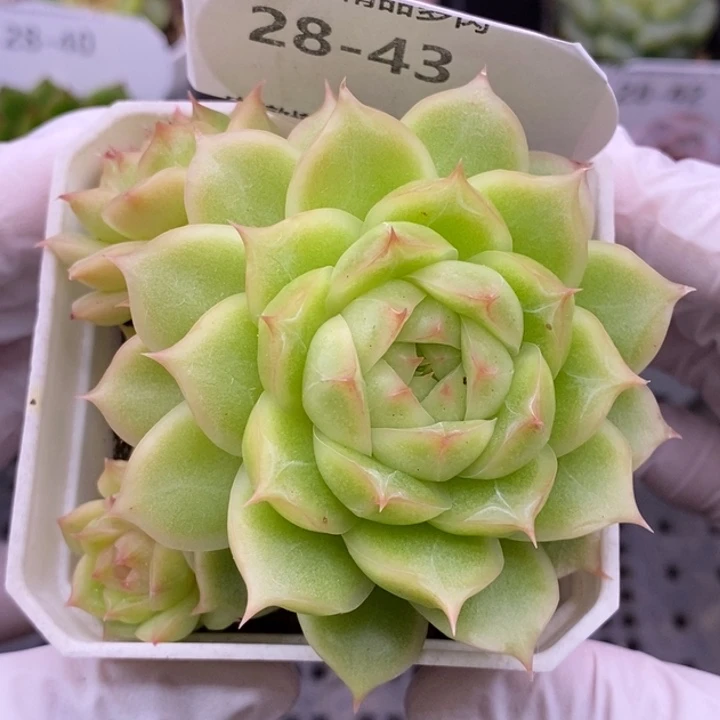 【闪购商品】28-43