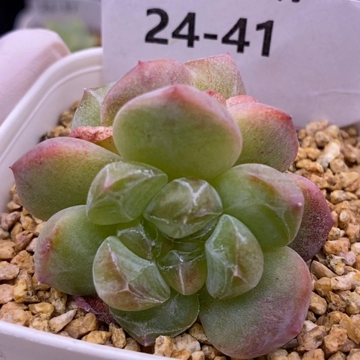 【闪购商品】24-41