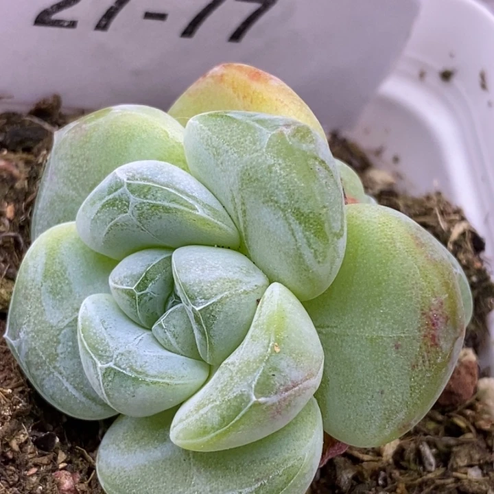 【闪购商品】27-77