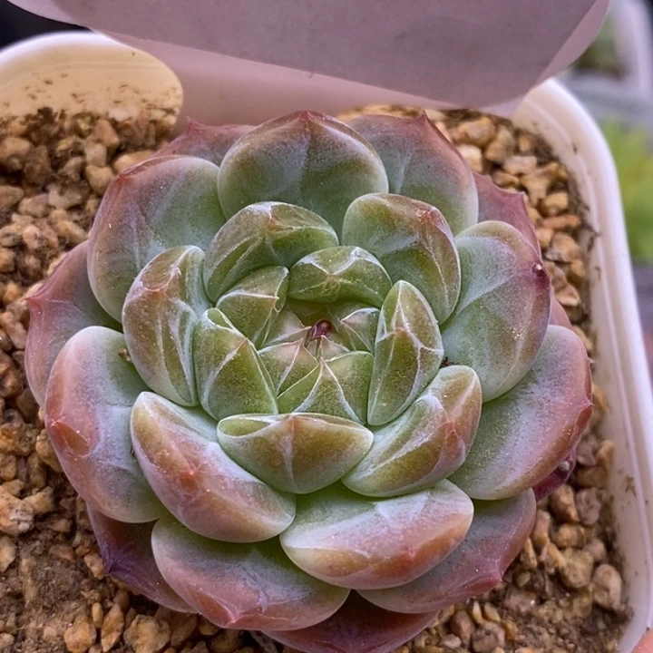 【闪购商品】29-140