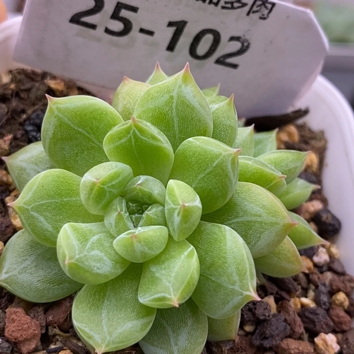 【闪购商品】25-102