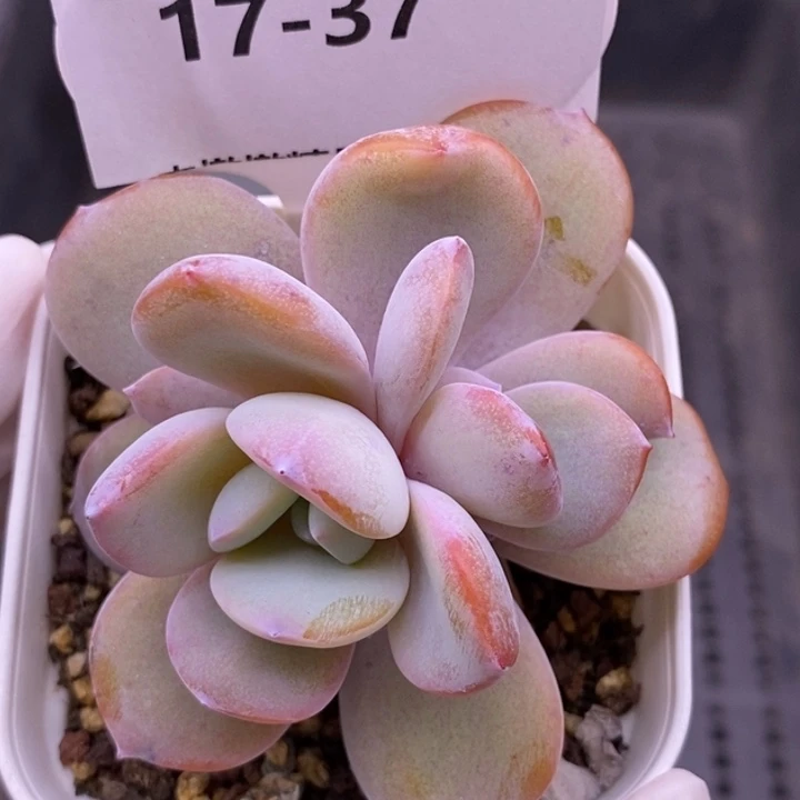 【闪购商品】17-37