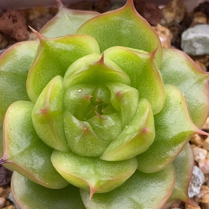 【闪购商品】24-08霓虹珍妮