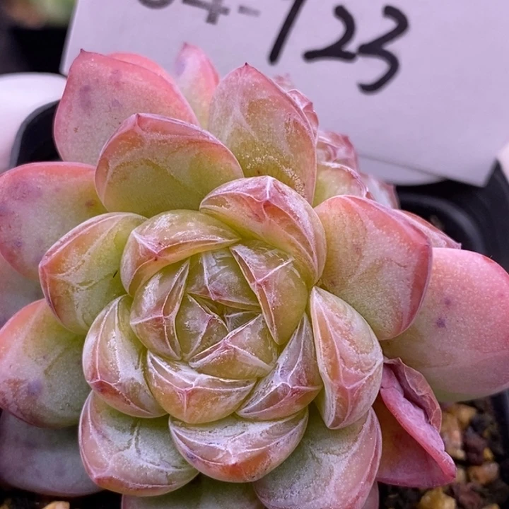 【闪购商品】04-123