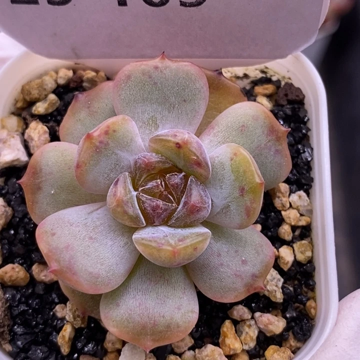 【闪购商品】25-105红恋