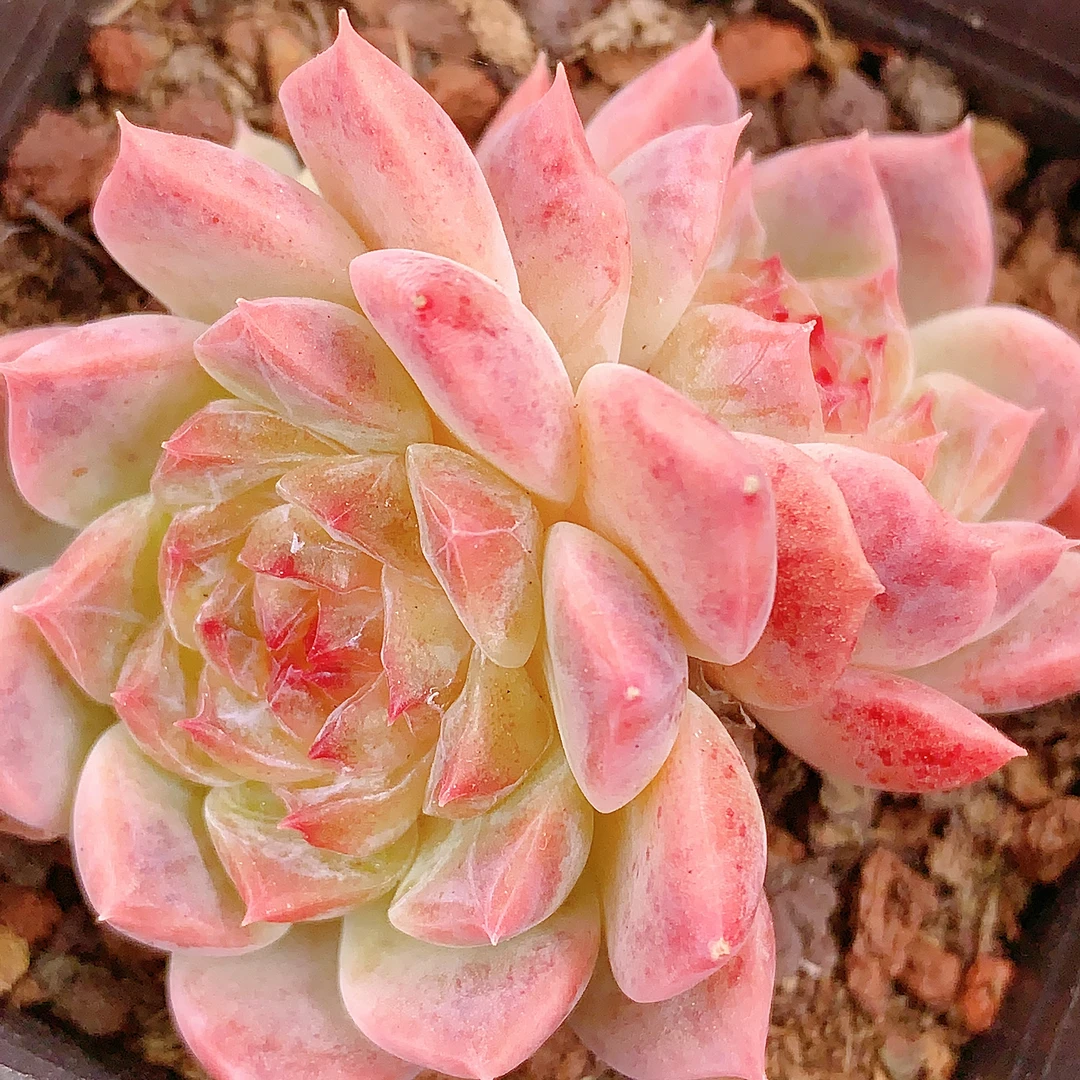 多肉植物  1月9号一物一拍链接 169-180 满28包邮除偏远 空气展示