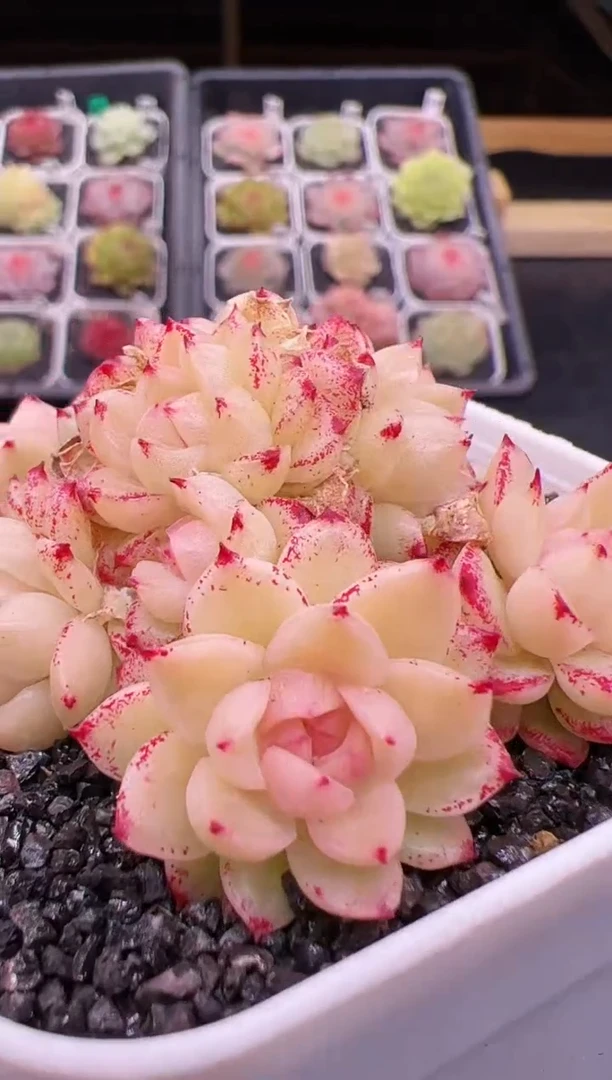 【闪购商品】B41一颗繁花麦秆群