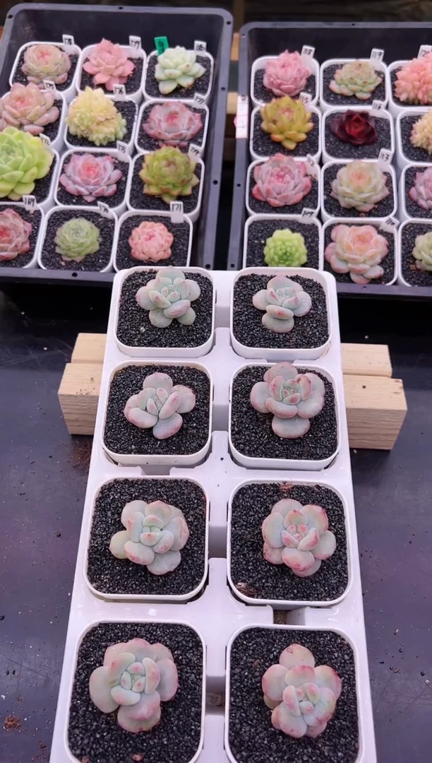 【闪购商品】A20一颗红石石化