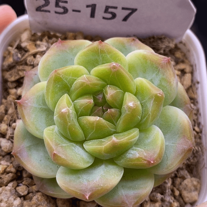 【闪购商品】25-157