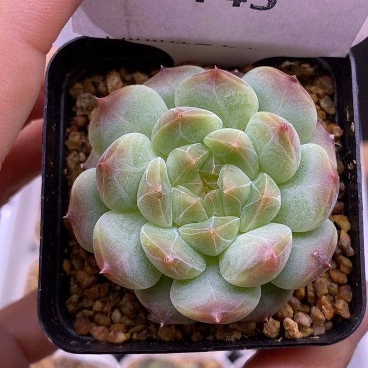 【闪购商品】29-145