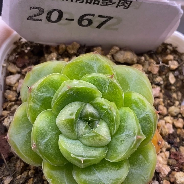 【闪购商品】20-67蓝水鬼