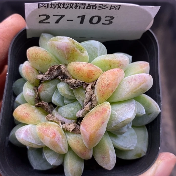 【闪购商品】27-103