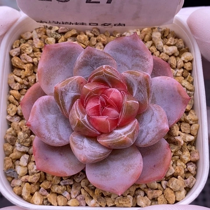 【闪购商品】28-27