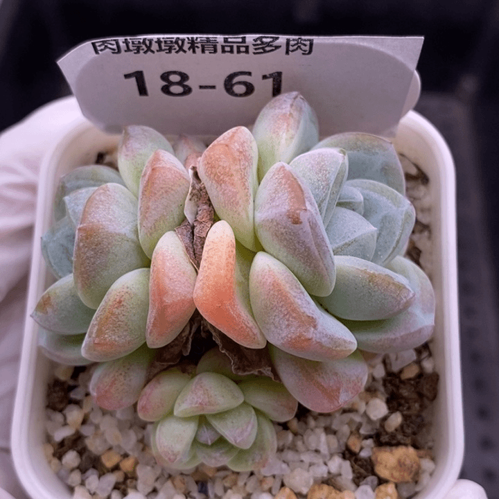 【闪购商品】18-61冰玉