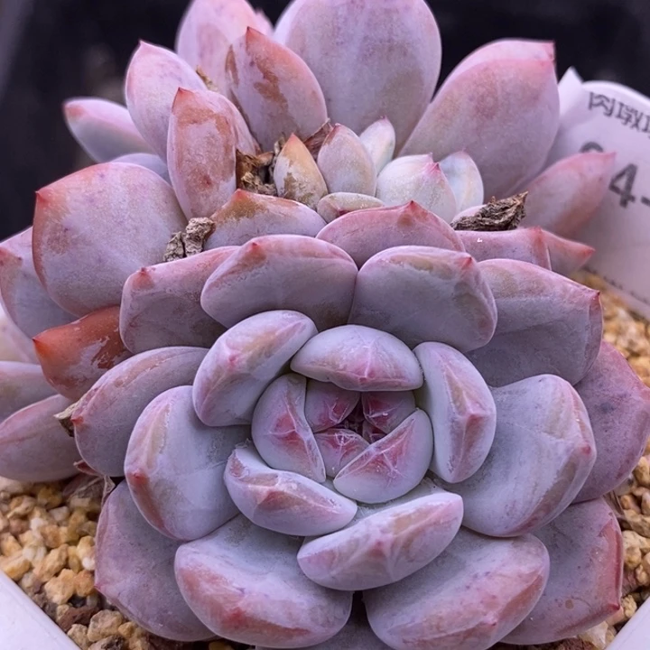 【闪购商品】04-102