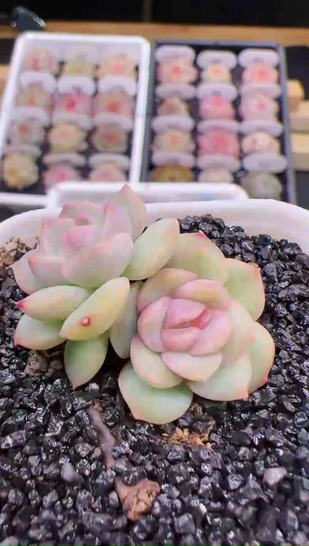 【闪购商品】B10琴心双头一颗嫌小慎拍