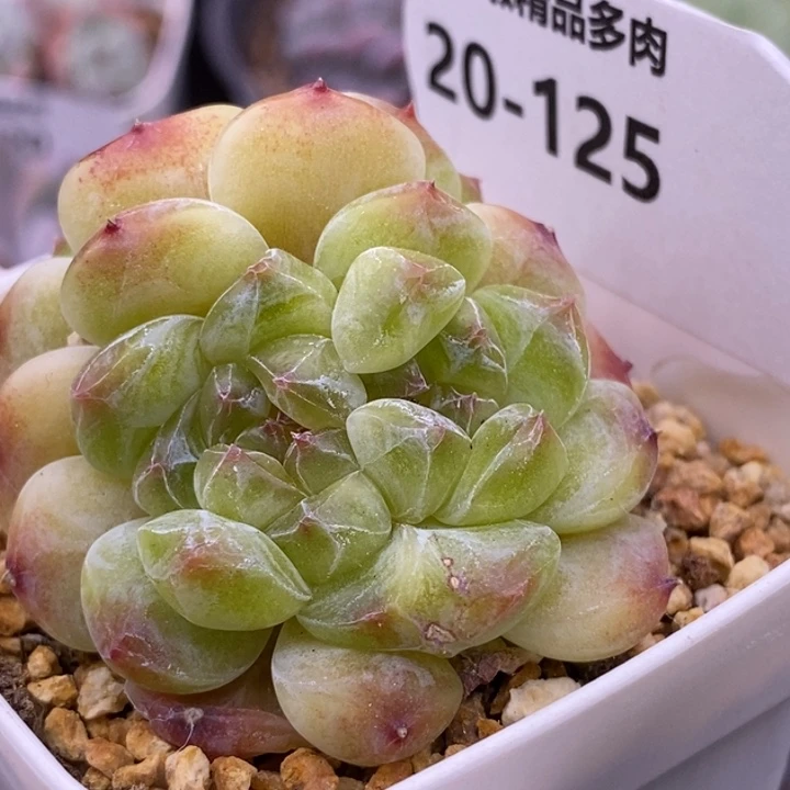 【闪购商品】20-125