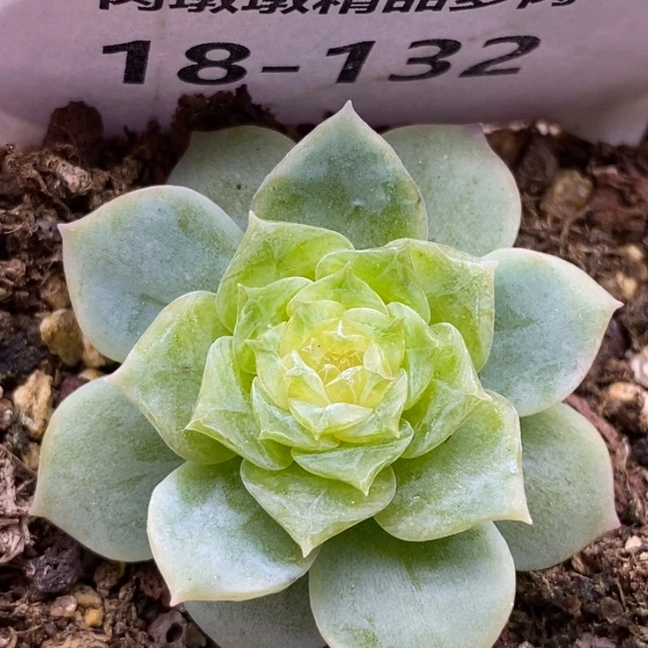 【闪购商品】18-132