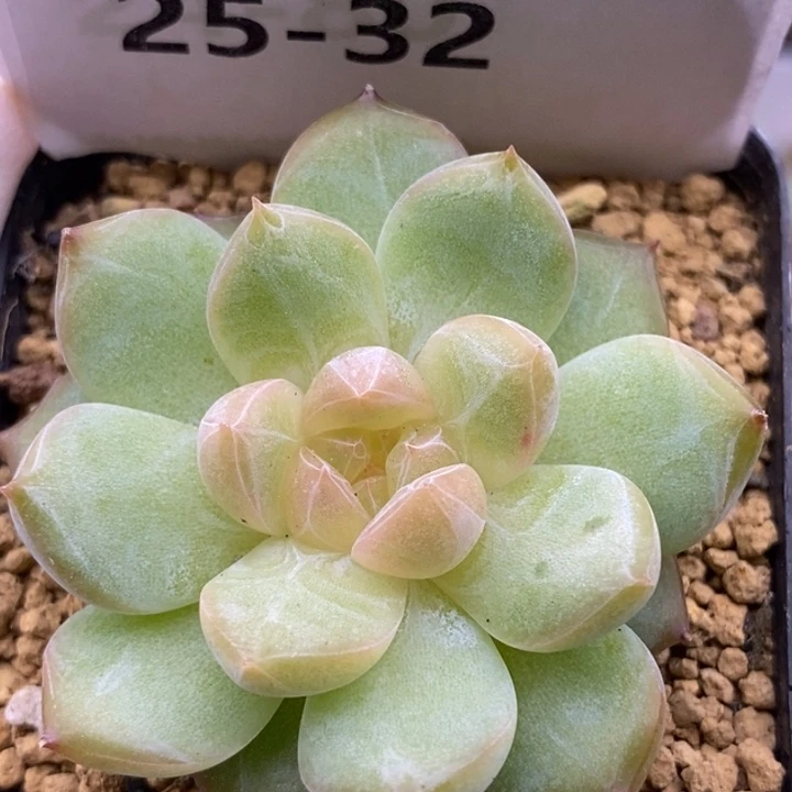 【闪购商品】25-32