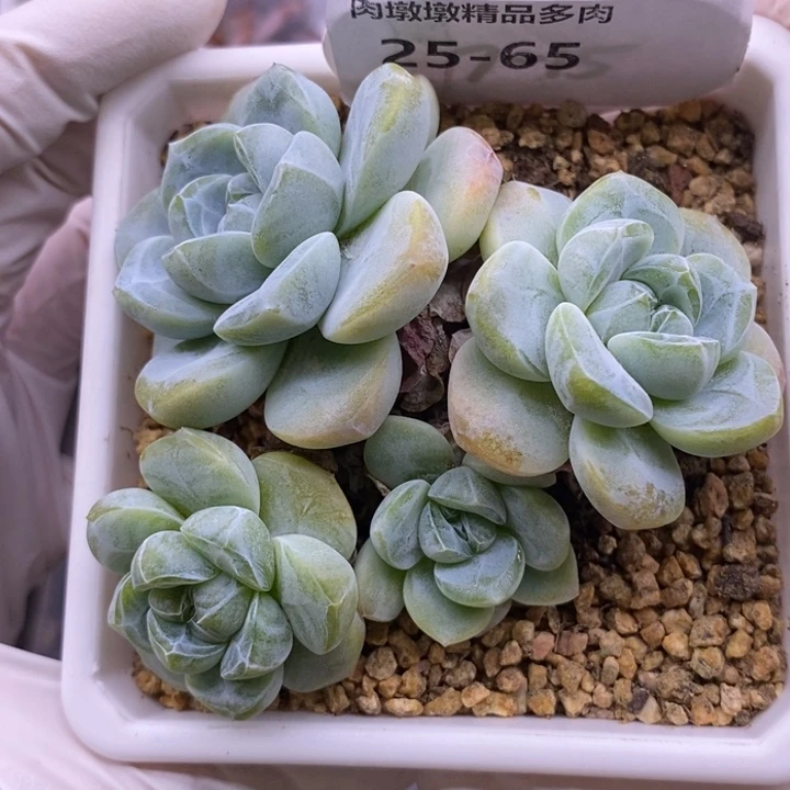 【闪购商品】25-65