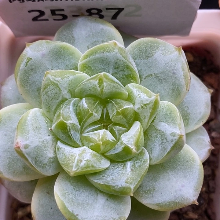 【闪购商品】25-87