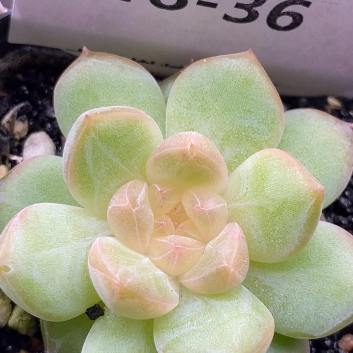 【闪购商品】18-36
