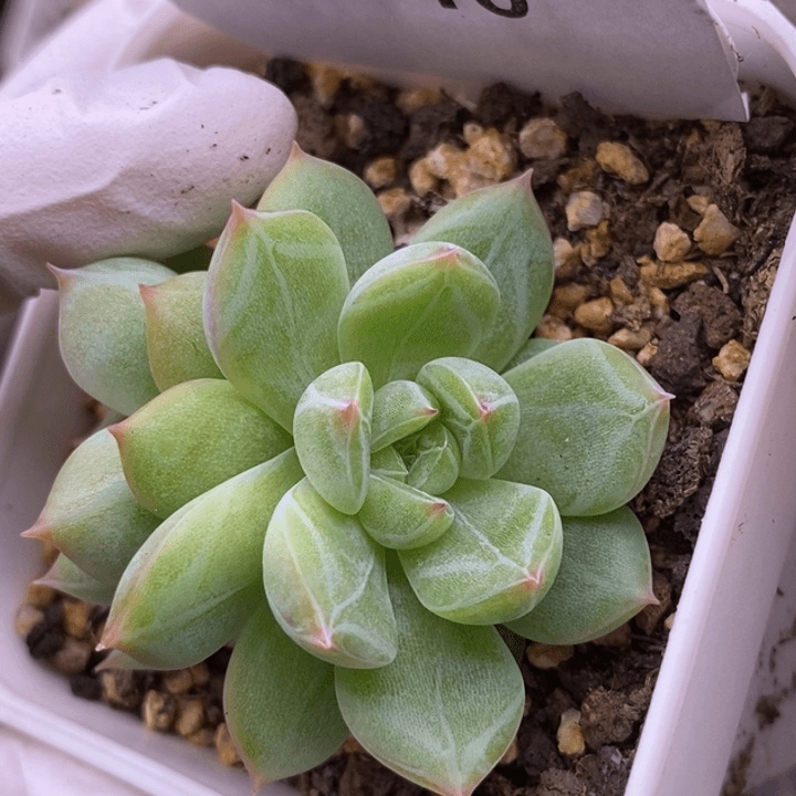 【闪购商品】18-10雪花珍妮