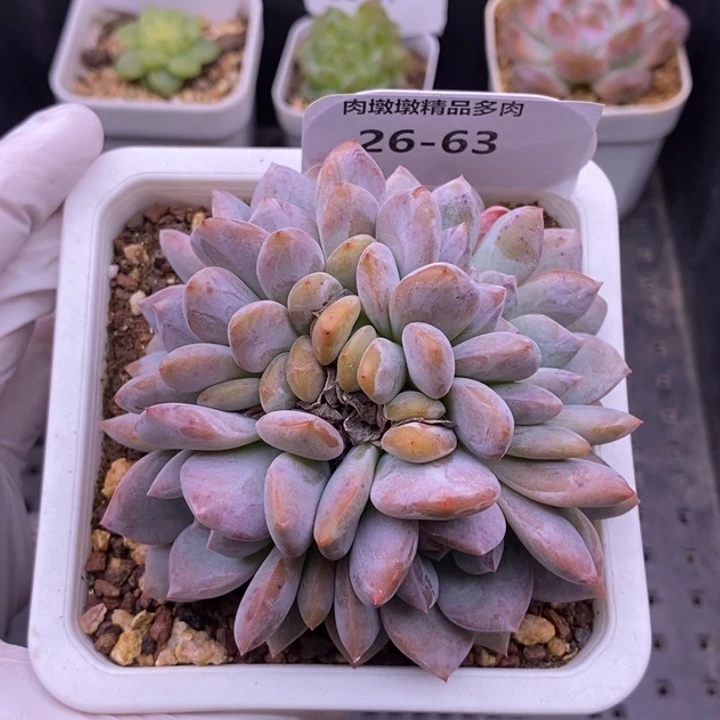 【闪购商品】26-63