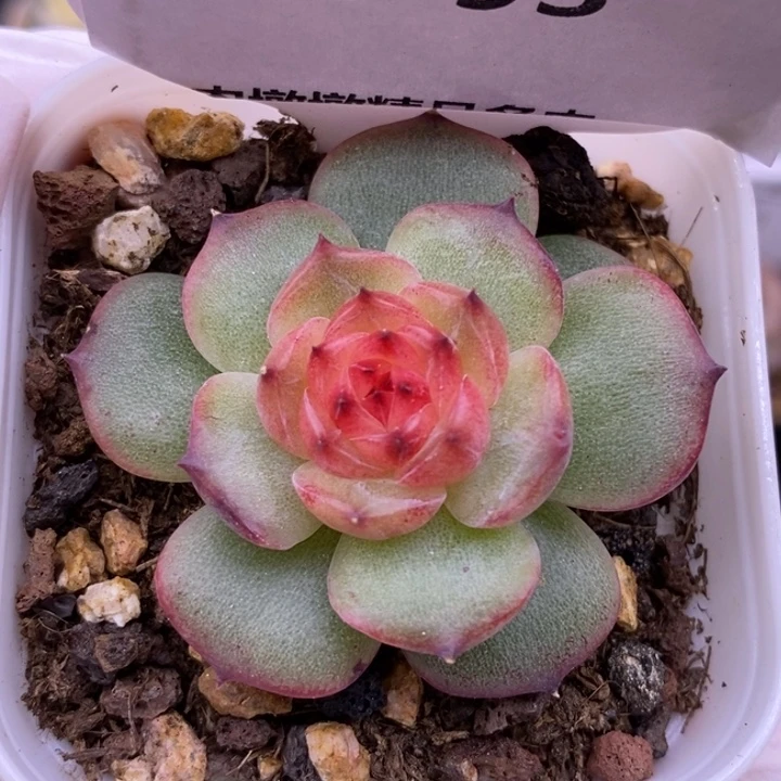 【闪购商品】23-93栀子花