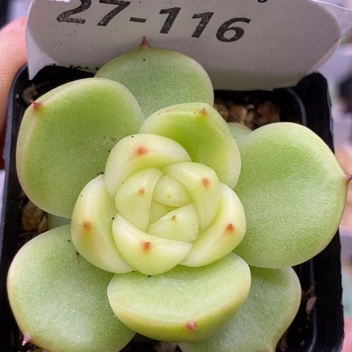 【闪购商品】27-116