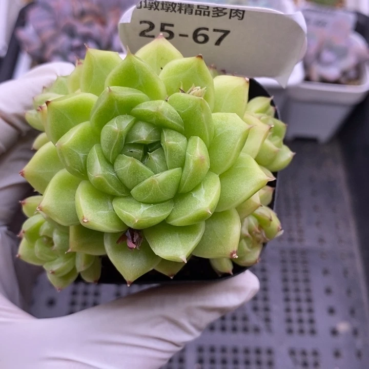 【闪购商品】25-67