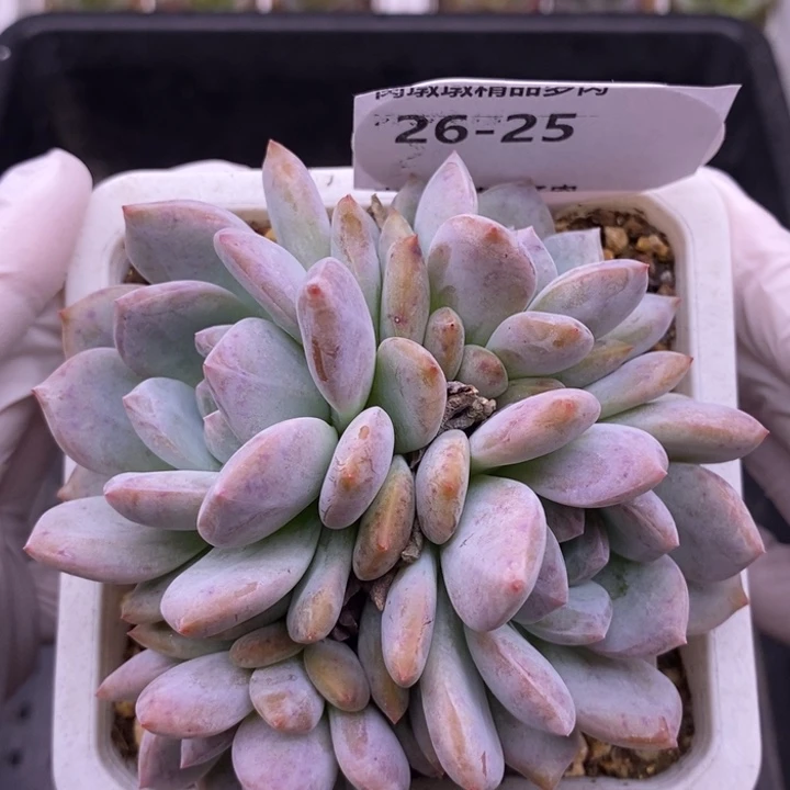【闪购商品】26-25
