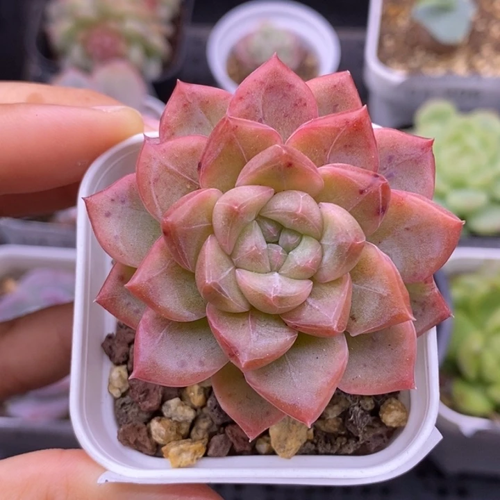 【闪购商品】04-213