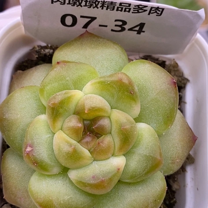 【闪购商品】07-34